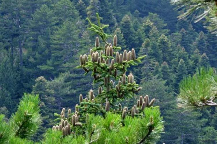 Kazdağı göknarı