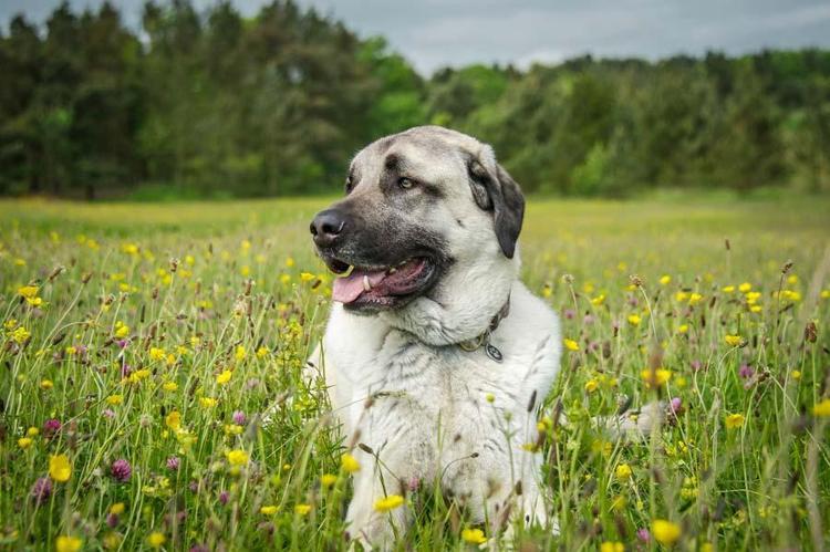 Kangal Köpeği