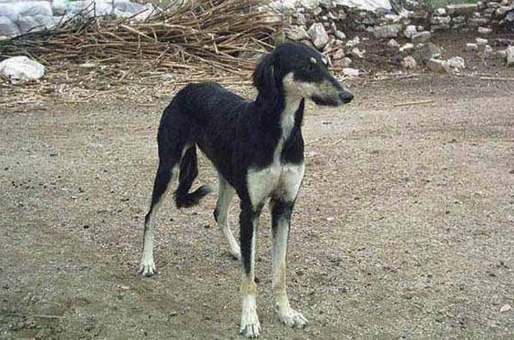 Türk Tazısı