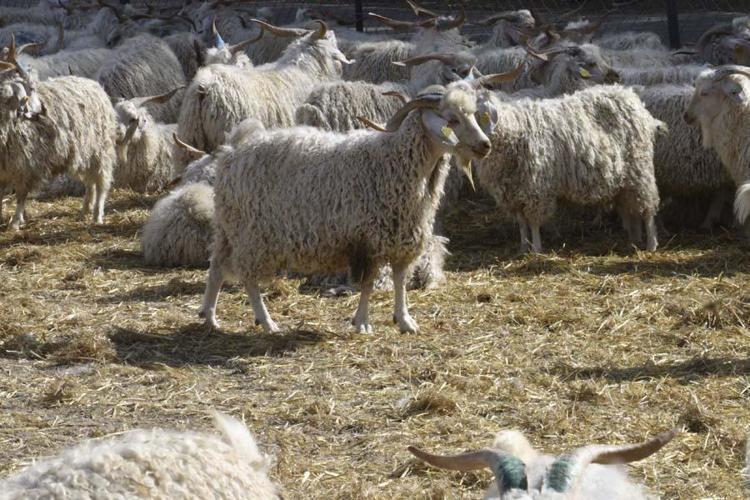 Ankara Keçisi