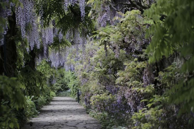 Wisteria Çiçek Tüneli – Japonya