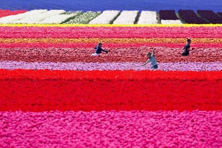 Lale Tarlaları – Hollanda