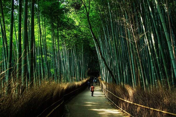 Bambu Ormanları – Japonya
