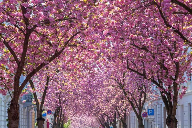 Almanya Bonn’da sokak