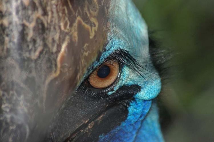 2. Tepeli deve kuşu (Cassowary)