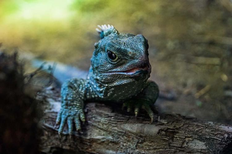 3. Tuatara