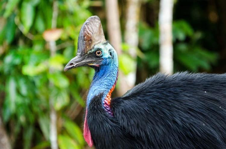 Dinozorlar döneminden kalan 10 hayvan İnsanların korkulu rüyası: Halen aramızdalar kökenleri tarih öncesine kadar uzanıyor...