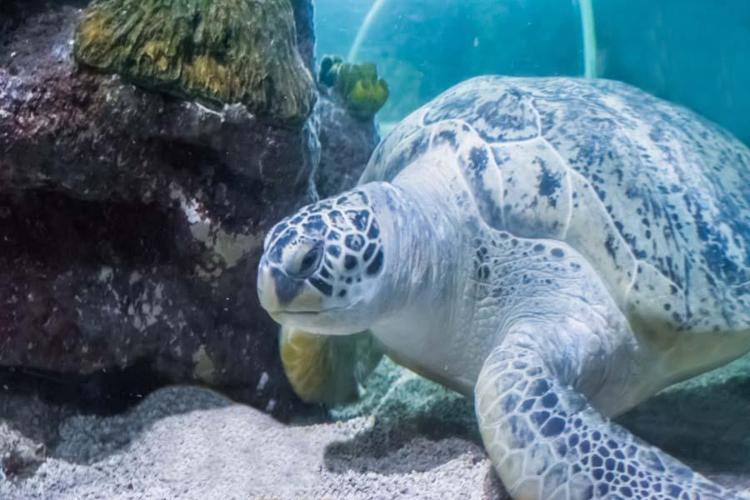 Dinozorlar döneminden kalan 10 hayvan İnsanların korkulu rüyası: Halen aramızdalar kökenleri tarih öncesine kadar uzanıyor...
