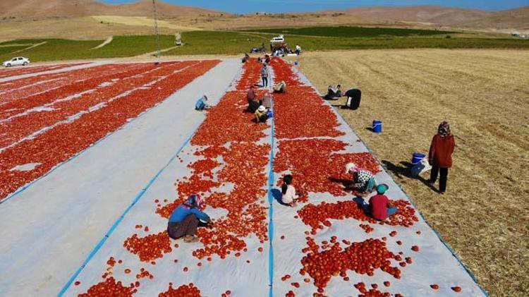 Tarlada üretilip günlerce kuruması bekleniyor Paketlenerek ABD, Fransa ve İngiltere’ye ihraç ediliyor