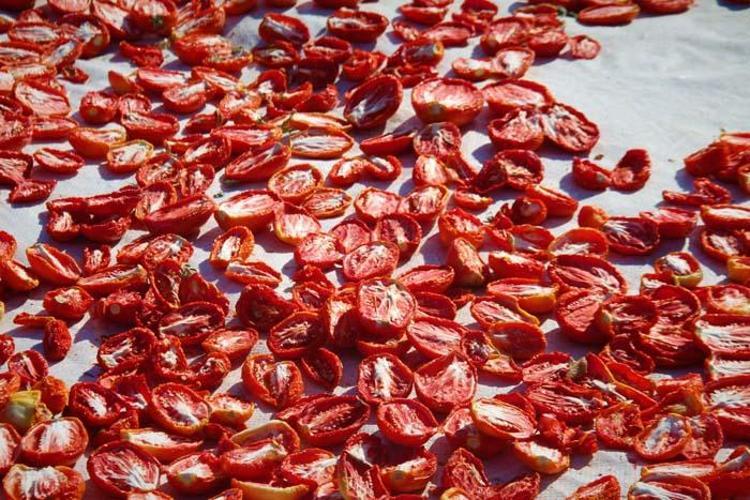 Tarlada üretilip günlerce kuruması bekleniyor Paketlenerek ABD, Fransa ve İngiltere’ye ihraç ediliyor