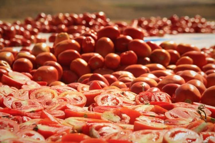 Tarlada üretilip günlerce kuruması bekleniyor Paketlenerek ABD, Fransa ve İngiltere’ye ihraç ediliyor