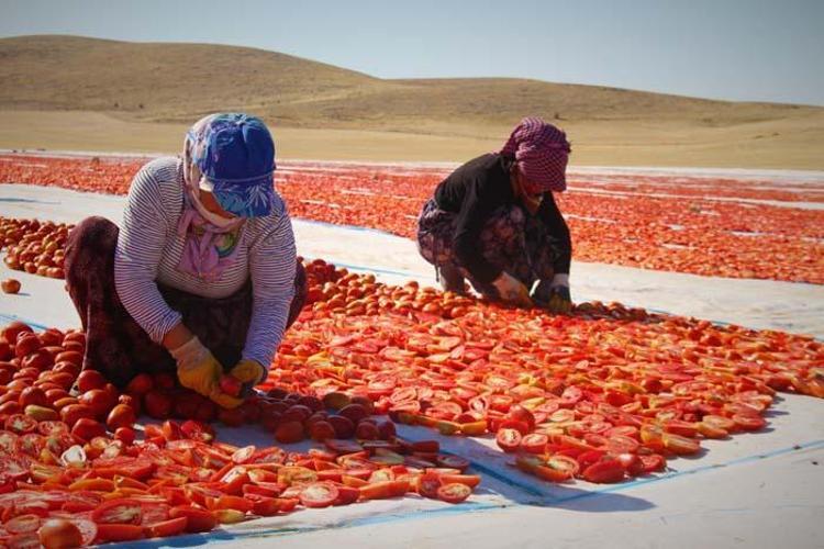 Tarlada üretilip günlerce kuruması bekleniyor Paketlenerek ABD, Fransa ve İngiltere’ye ihraç ediliyor