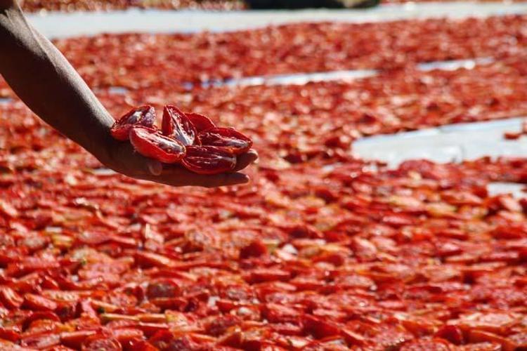 Tarlada üretilip günlerce kuruması bekleniyor Paketlenerek ABD, Fransa ve İngiltere’ye ihraç ediliyor
