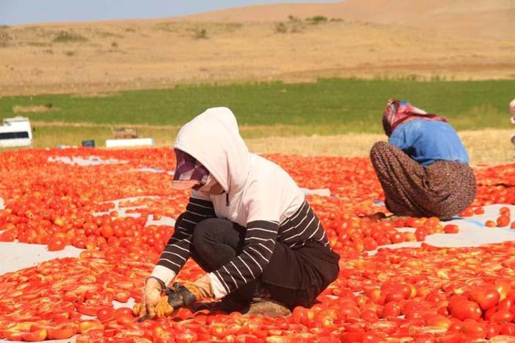 Tarlada üretilip günlerce kuruması bekleniyor Paketlenerek ABD, Fransa ve İngiltere’ye ihraç ediliyor