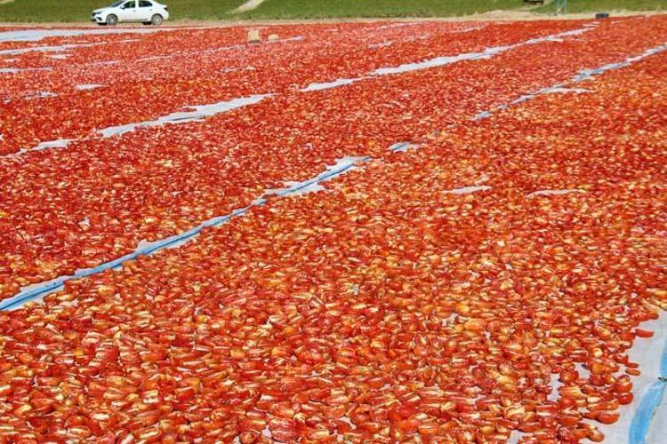 Tarlada üretilip günlerce kuruması bekleniyor Paketlenerek ABD, Fransa ve İngiltere’ye ihraç ediliyor