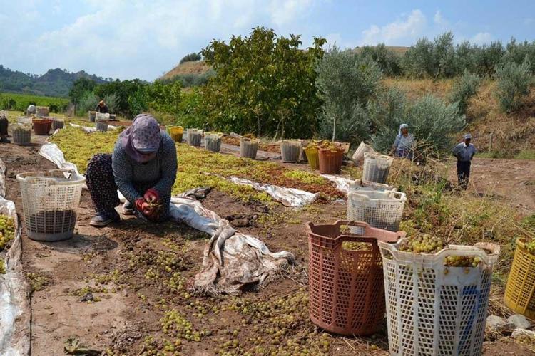 KURUTMAYA BIRAKILAN TONLARCA ÜZÜM SEL SULARINA KAPILDI