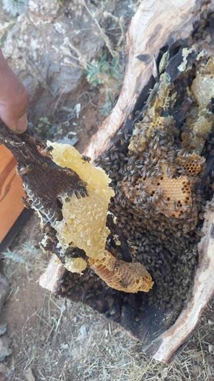 Paraya para demiyor Ağaç kovuğundan çıkarıyor, kilosu 1500 lira