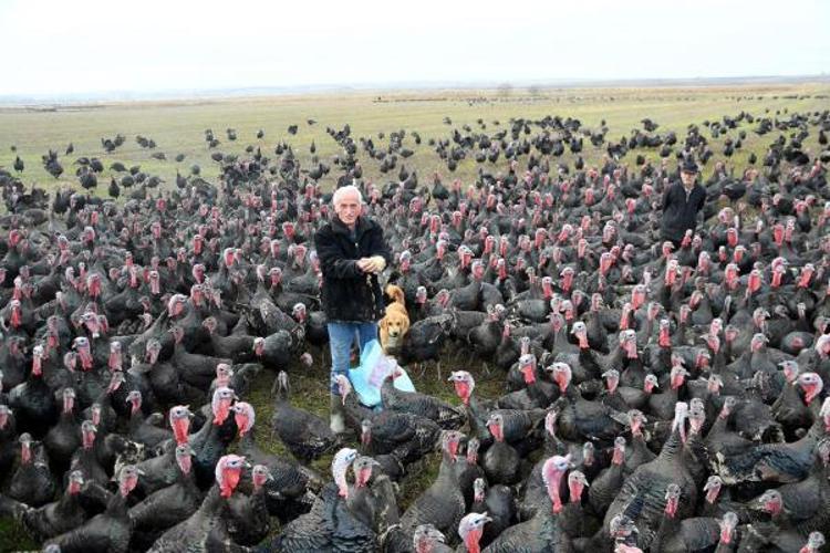 Yılbaşı hindisinin kilosu 100 lira