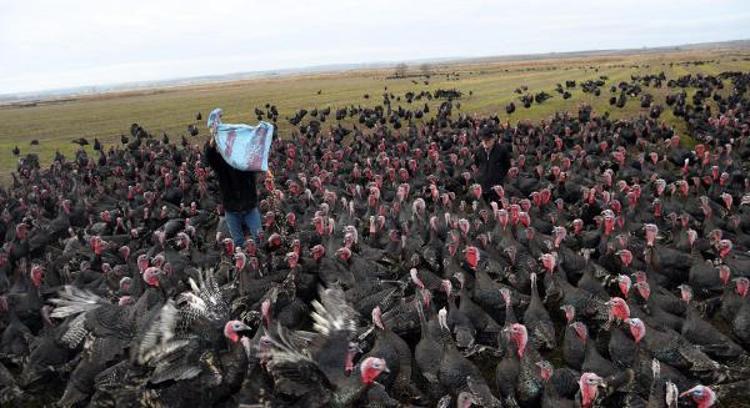 Yılbaşı hindisinin kilosu 100 lira