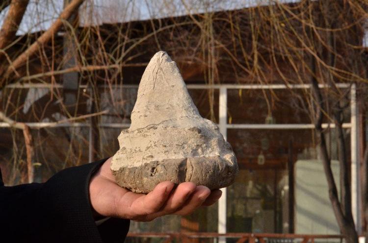 20 milyon yıllık megalodon dişi Elbistanda bulundu