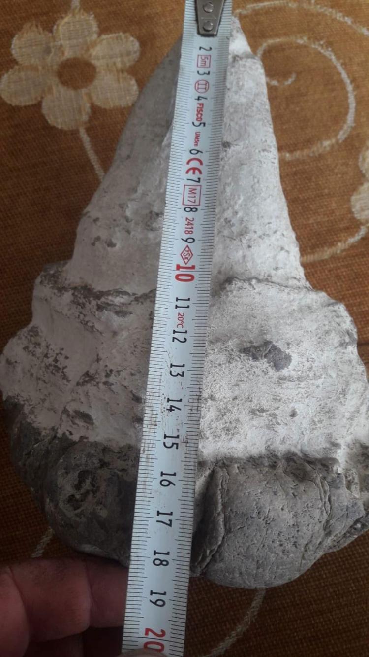 20 milyon yıllık megalodon dişi Elbistanda bulundu