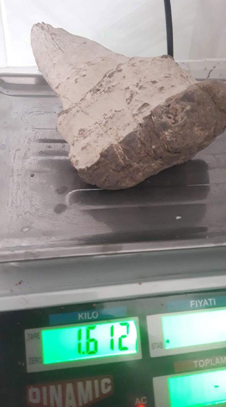 20 milyon yıllık megalodon dişi Elbistanda bulundu