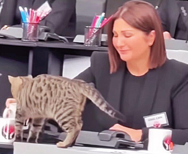 KEDİ SÜRPRİZİ