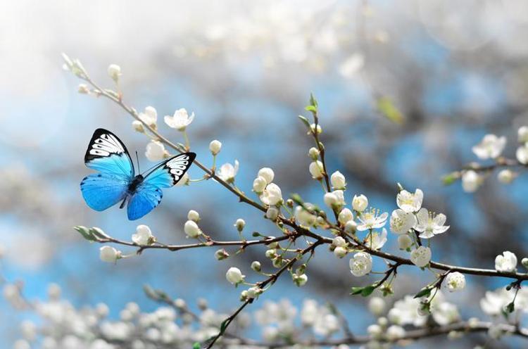 NEVRUZ VE HIDIRELLEZ AYNI ŞEY Mİ
