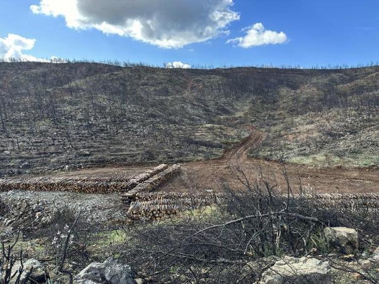 KARAKULAK, ORMANA YERLEŞTİRİLEN FOTOKOPANA TAKILDI