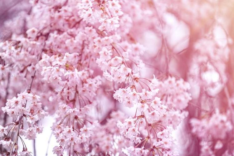 21 Mart Nevruz Bayramı mesajları Nevruz Bayramı güzel sözler Resimli, kısa, uzun anlamlı Bahar Bayramı mesajları ve Nevruz Bayramı sözleri, görselleri seçenekleri...