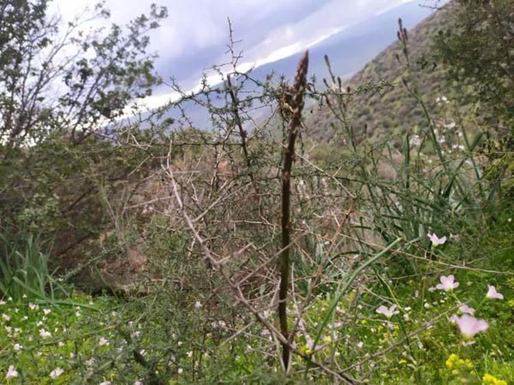 Kemik ağrısı, romatizma dahil birçok hastalığa iyi geliyor 35 liradan satılıyor