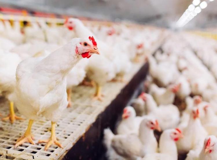Kuş gribi mutasyona uğradı Uzmanlar uyardı: İnsanlar için daha bulaşıcı ve ölümcül olabilir
