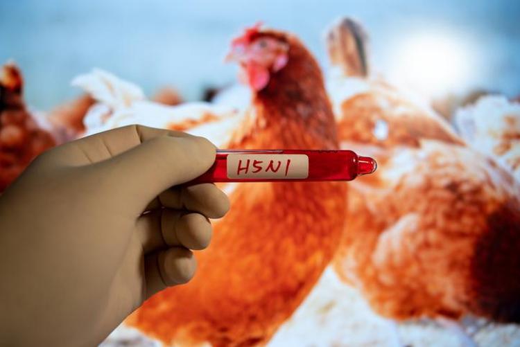 Kuş gribi mutasyona uğradı Uzmanlar uyardı: İnsanlar için daha bulaşıcı ve ölümcül olabilir