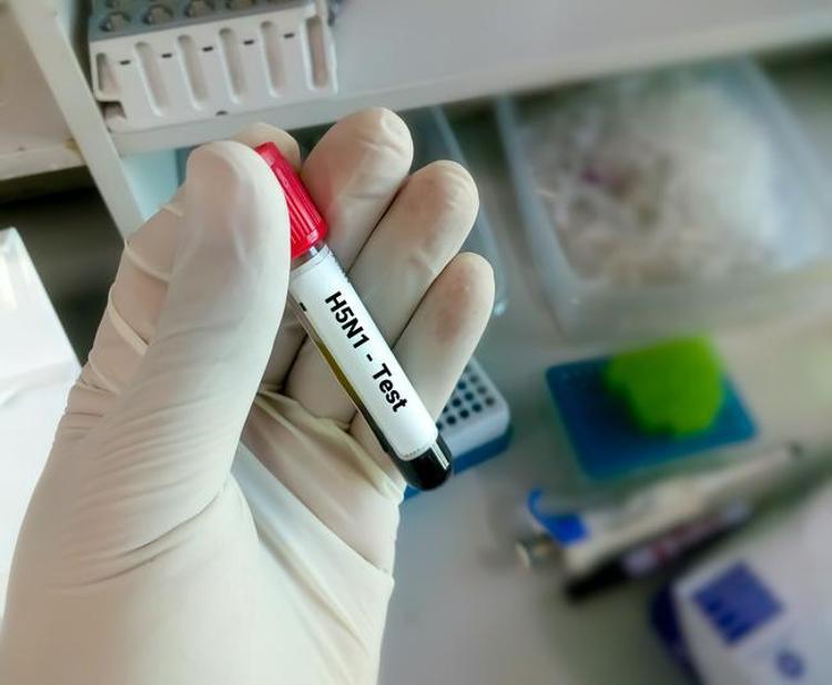 Kuş gribi mutasyona uğradı Uzmanlar uyardı: İnsanlar için daha bulaşıcı ve ölümcül olabilir