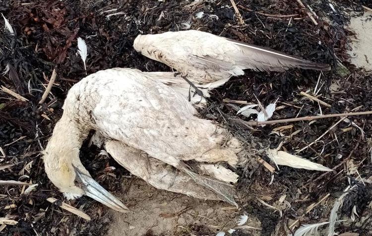 Kuş gribi mutasyona uğradı Uzmanlar uyardı: İnsanlar için daha bulaşıcı ve ölümcül olabilir