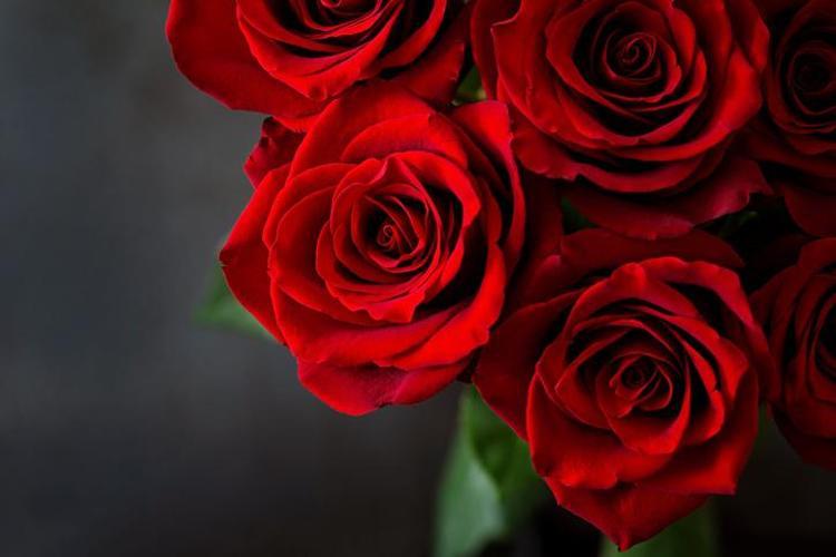 Hıdırellez’de gül ağacı yoksa ne yapılır Hıdırellez’de gül ağacı bulamazsak dilek ritüeli nasıl yapılır, Hıdırellez’de gül ağacı şart mı