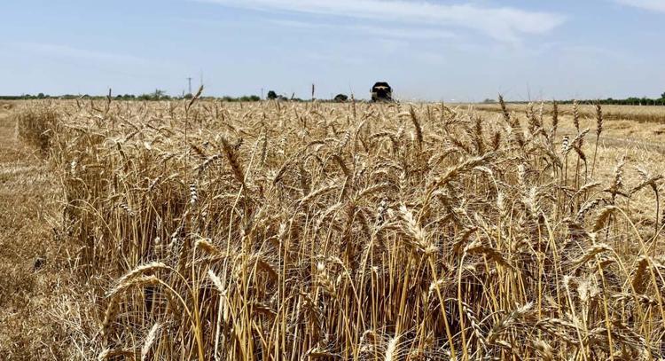 Rekolte yüksek olacak, stratejik ürün buğdayda hasat başladı