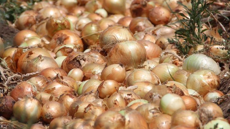 Soğan fiyatlarıyla ilgili yeni gelişme Etiket fiyatı değişti