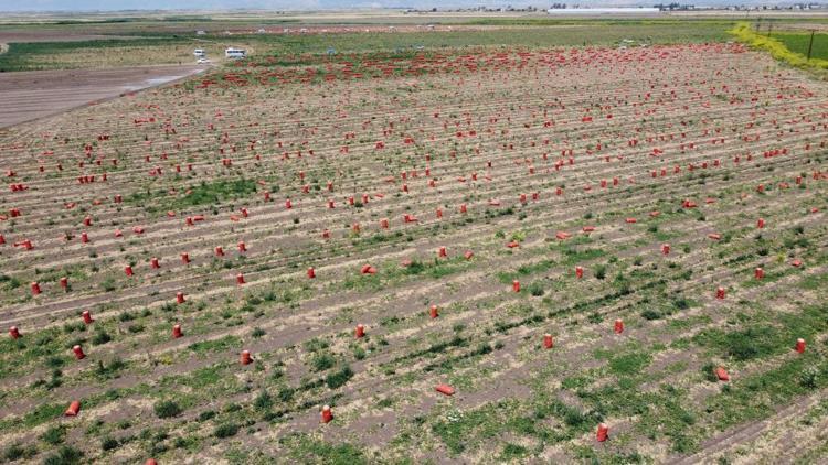 Soğan fiyatlarıyla ilgili yeni gelişme Etiket fiyatı değişti