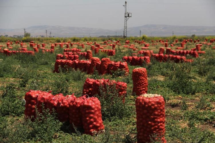Soğan fiyatlarıyla ilgili yeni gelişme Etiket fiyatı değişti