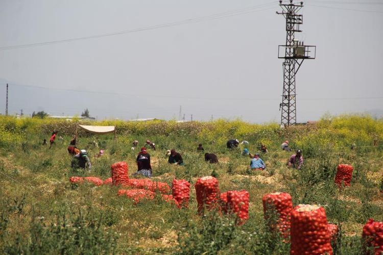 Soğan fiyatlarıyla ilgili yeni gelişme Etiket fiyatı değişti