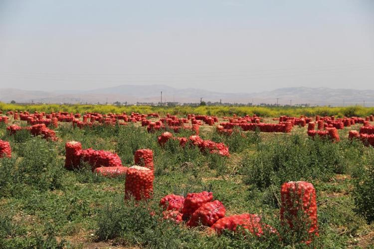 Soğan fiyatlarıyla ilgili yeni gelişme Etiket fiyatı değişti
