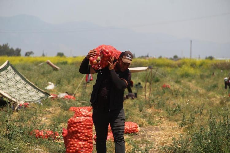Soğan fiyatlarıyla ilgili yeni gelişme Etiket fiyatı değişti