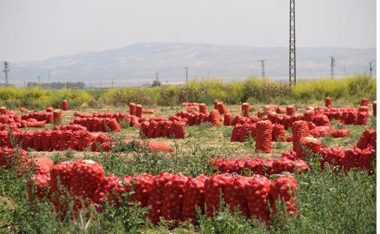 Soğan fiyatlarıyla ilgili yeni gelişme Etiket fiyatı değişti