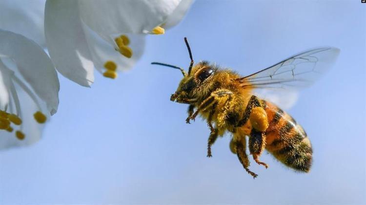 Arıların kaç gözü var? Arılar neden altıgen petek yapar? - Sağlık