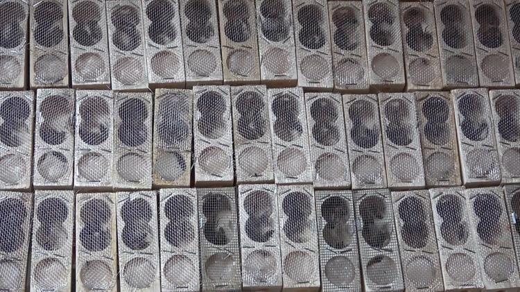 Devletten aldığı destekle yılda 5 bin kraliçe arı üretiyor: Tanesi 300 lira