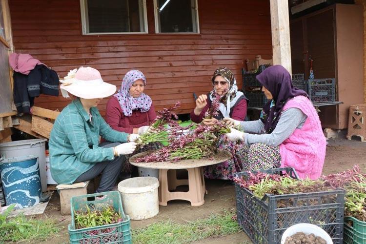 Salep hakkında bilgi