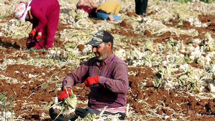 Sofraların vazgeçilmezi... Fiyatlar değişti, tarlada 8-9, markette 30 lira