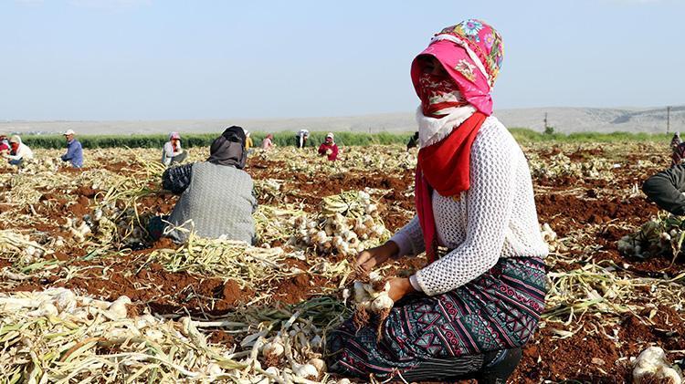 Sofraların vazgeçilmezi... Fiyatlar değişti, tarlada 8-9, markette 30 lira