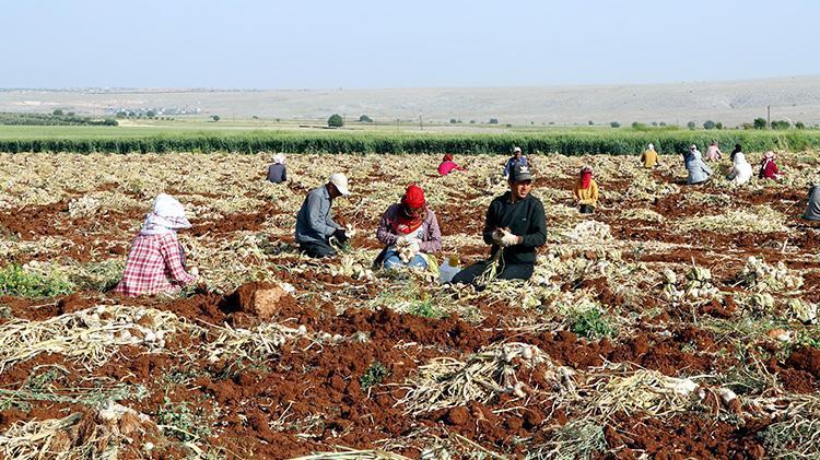 Sofraların vazgeçilmezi... Fiyatlar değişti, tarlada 8-9, markette 30 lira